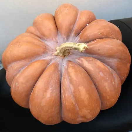 Bed & Breakfast L'agrumeto 4*