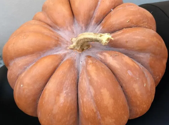 Bed and breakfast L'agrumeto 4*